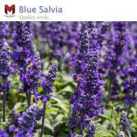 พันธุ์ดอกบลูซัลเวีย Blue Salvia (50เมล็ด)