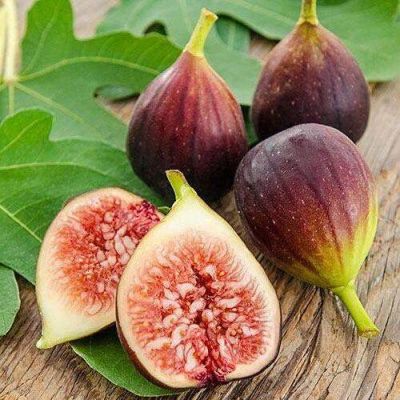 Figs ต้นมะเดื่อฝรั่ง พันธุ์ Brown Turkey (บาวตุรกี) อร่อย หวาน หอมมากๆ ต้นสมบูรณ์มาก รากแน่นๆ จัดส่งพร้อมกระถาง 6 นิ้ว ลำต้นสูง 45-50 ซม ต้นไม้แข็งแรงทุกต้น