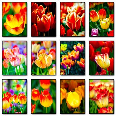 Chic Nordic Sunshine &amp; Tulip Canvas Art: โปสเตอร์ดอกไม้ที่ทันสมัยสำหรับตกแต่งผนังห้องนั่งเล่น
