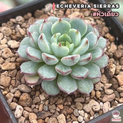 ( PRO+++ ) โปรแน่น.. Echeveria Sierras #หัวเดี่ยว ไม้อวบน้ำ กุหลาบหิน cactus&amp;succulentหลากหลายสายพันธุ์ ราคาสุดคุ้ม พรรณ ไม้ น้ำ พรรณ ไม้ ทุก ชนิด พรรณ ไม้ น้ำ สวยงาม พรรณ ไม้ มงคล