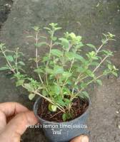 ต้นกล้าไทม์ (Thyme) พร้อมปลูกมี2สายพันธ์ุ สั่งอย่างน้อย 2 กระถางขึ้นไปคะ