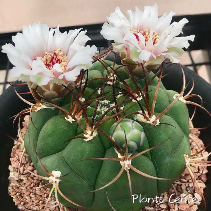 plants-center-พร้อมส่ง-กระบองเพชร-แคคตัส-cactus-gymnocalycium-saglionis-9-10cm-ไม้เมล็ดseeding