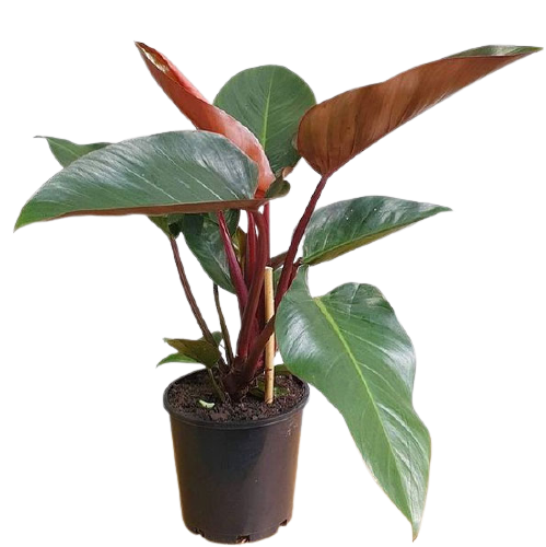 Philodendron Rojo Congo Cutting/Node 1 Leaf and Roots (1 Pc ...