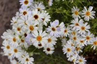 เมล็ดพันธุ์ เดซี่ สวอน ริเวอร์ brachyscome iberidifolia (Swan River Daisy) 1000 เมล็ด เมล็ดพันธุ์จาก อังกฤษ