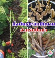 กิ่งพันธุ์ ชะอม มีหนาม พื้นบ้าน ตัดกิ่งสดสำหรับนำไปปักชำ ชุด 10 กิ่ง