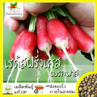 เมล็ดพันธุ์ เรดิสฝรั่งเศส เบรคฟาส 200เมล็ด French Breakfast Radish เมล็ดพันธุ์แท้100%นำเข้าจากต่างประเทศ ปลูกผัก สวนครัว