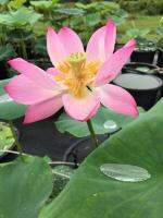 5 เมล็ดพันธุ์ บัว สายพันธุ์ Walker Bradford Lotus สีชมพู นำเข้าจาก อเมริกา เพาะปลูกและเก็บเมล็ดในไทย ขยายพันธุ์ในไทยได้