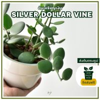 Chanrak.plants ต้นเหรียญเงิน (Silver Dollar Vine) ต้นใหญ่