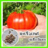 พร้อมส่ง ❗❗ รหัส 069 เมล็ดพันธุ์แท้ OP แท้ มะเขือเทศสเต็กสีแดง - Red Beefsteak Tomato ลูกใหญ่ เนื้อเยอะ เนื้อนุ่ม เปรี้ยวหวาน