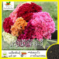 เมล็ดพันธุ์ หงอนไก่คละสี หงอนไก่ 200 เมล็ด Mixed Cockscomb seeds เมล็ดพันธุ์แท้ นำเข้าจากต่างประเทศ100% ดอกไม้ ประหยัด