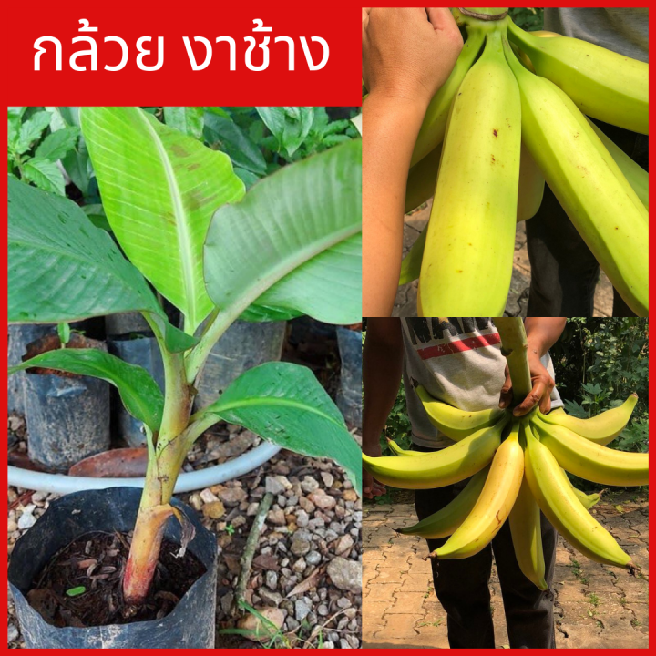ต้นหน่อกล้วยงาช้าง-กล้วยลูกใหญ่-ยาว-หน่อสวยพร้อมปลูกค่ะ
