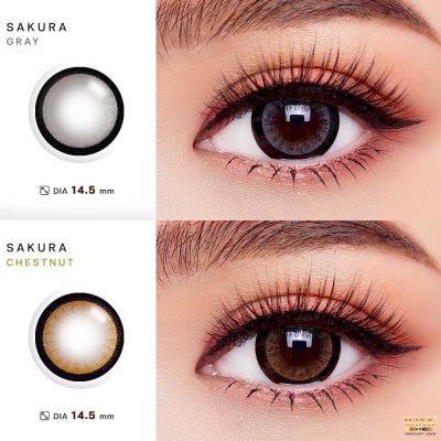 คอนแทคเลนส์ Wink Lens Sakura(Gray,Brown,Blue,Black) ค่าสายตาสาย 0.00 ถึง -10.00