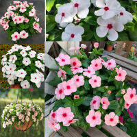 พร้อมสต็อกประเทศไทย Mixed Periwinkle Seeds Bonsai Flower Vinca Seeds Blooming Flore Potted Garden Plants Flower Seeds ต้นไม้มงคล ต้นไม้ประดับ พันธุ์ดอกไม้ ต้นไม้จิ๋วจริง ดอกไม้จริง ต้นไม้ฟอกอากาศ บอนไซ ผักสวนครัว flower seeds Plant