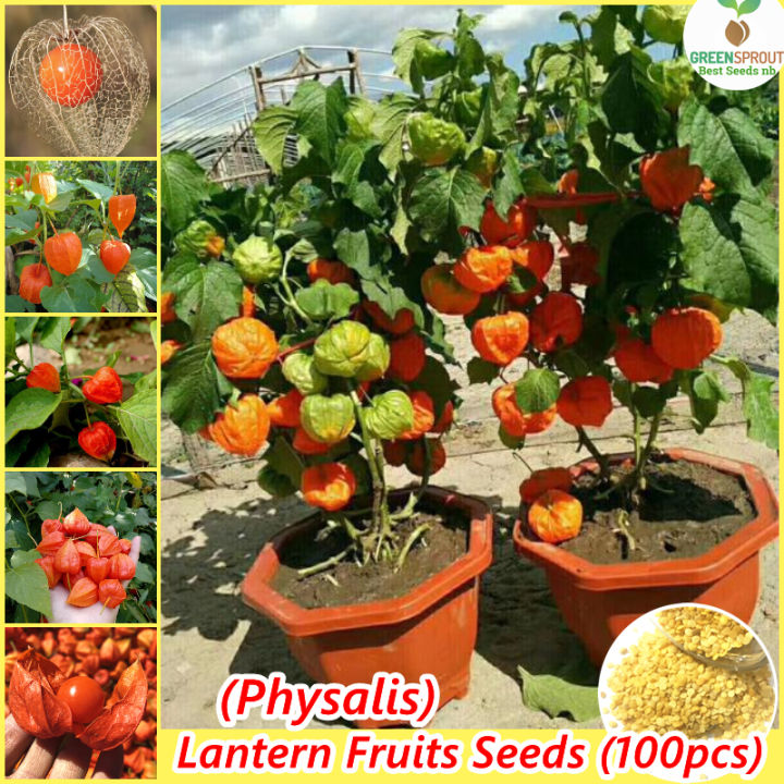 Plant Seed Vegetables Seeds
