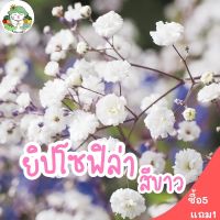 เมล็ดพันธุ์ ยิปโซฟิล่า สีขาว 200 เมล็ด White Gypsophila เมล็ดพันธุ์แท้ นำเข้าจากต่างประเทศ ปลูกง่าย ไม่กลายพันธุ์