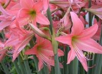 2หัว/ชุด ว่านสี่ทิศ ว่านมงคล amaryllis ดอกสี ชมพู พันธุ์พื้นเมือง ทนแดดทนฝน เป็นพันธุ์ที่ให้ดอกสวยงาม ช่อดอกสูง 20-24 ซม