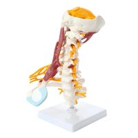 1:1 Life Size Cervical Vertebrae Vertebral Body Cervical Spine Nerve Model Human Anatomy Spinal Cord Cervical Vertebrae Skeleton