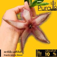 ต้นไม้อวบน้ำ กุหลาบหิน สตาพิเลีย แอสทีเรียส Stapelia asterias Masson #succulent #Stapelia #เก๋งจีน