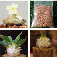 เมล็ด พาชีโพเดียม pachypodium​ brevicaule leucoxanthum​ 10 เมล็ด