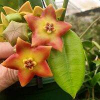 20 เมล็ดพันธุ์ Home Plant Seed โฮย่า กล้วยไม้โฮย่า สกุลนมตำเลีย (Hoya) มีดอกหอม ให้ดอกตลอดปี ชอบแสงแดดครึ่งวัน อากาศถ่ายเท อัตราการงอกของเมล็ด 80-85%