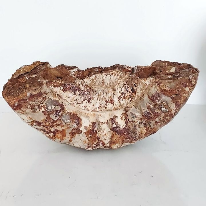 ฟอสซิลแอมโมไนต์-ammonite-ขนาดใหญ่จากมาดากัสการ์-แบบไม่เต็ม-6-45-กิโลกรัม-34x14x13ซม