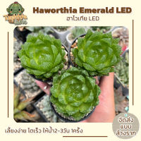 ฮาโวเทีย Haworthia Emerald LED (ส่งแบบล้างราก)