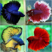 Betta Halfmoon Trống Size Lớn đủ màu siêu đẹp tặng cá mái ghép sinh sản +