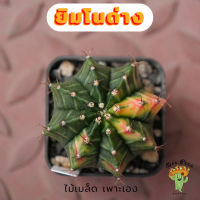 Beepees008 ยิมโนด่าง ไม้เมล็ด Gymnocalycium แคคตัส กระบองเพชร cactus&amp;succulent ขนาด 3.8 ซม.