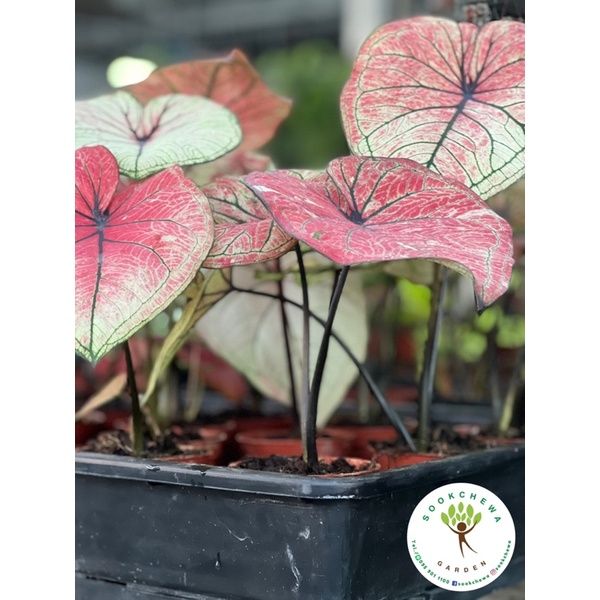 สุดคุ้ม-บอนสีมิ่งมงคล-caladium-กระถาง3-5นิ้ว-รอบนี้กัดสีสวยมากกก-หายากกกก-ของมันต้องมี-ราคาถูก-พรรณ-ไม้-น้ำ-พรรณ-ไม้-ทุก-ชนิด-พรรณ-ไม้-น้ำ-สวยงาม-พรรณ-ไม้-มงคล