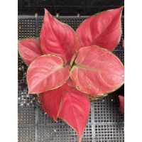 ซุปเปอร์ พิงค์ / ลัคกี้ พิ้งค์ กโกลนีมา Aglaonema Super pink Lucky Pink สูง 23 ซม. กระถาง 6 นิ้ว สีชมพูแปร๊ด เด่นสง่าที่สุดในสายพันธุ์อโกลนีมาสีชมพู.ไม้มงคล ไม้ฟอกอากาศ