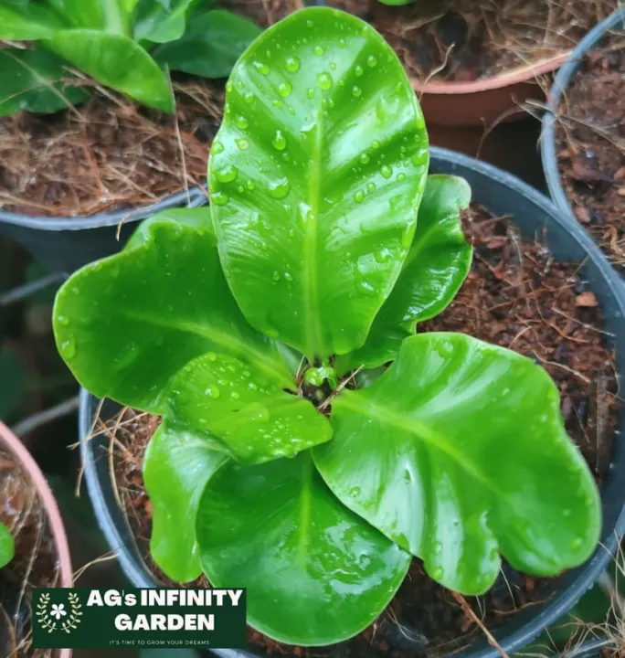 Cobra Fern Plant ( Dwarf )or “(Asplenium Nidus) with FREE plastic pot