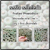 ต้นแคคตัสเฟเรีย เฟโอดิสก้า (Frailea phaeodisca) ไม้เพาะเมล็ดขนาดต้น 2 ซม++ขึ้นไป ต้นไม้เลี้ยงง่ายสมบูรณ์แข็งแรง