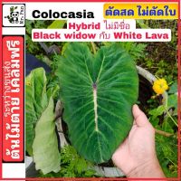 Nadthida Colocasia Hybrid ไม่มีชื่อ Black widow กับ White Lava Nadtida ต้นไม้ตายระหว่างขนส่ง เคลมฟรี