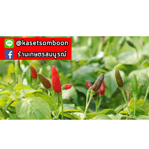 เมล็ดพริกขี้หนูสวน-หอมทิพย์-เมล็ดพันธุ์-50-ก-ตรา-แม่น้ำ