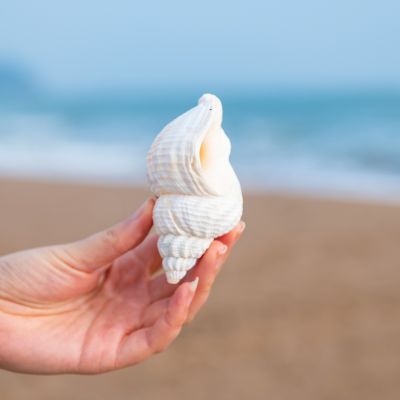 （READYSTOCK ）🚀 Natural Conch And Shell Peanut Snail Creative Ornament Festival Ceremony Creative Shooting Prop Jewelry Ornament Decoration Landscape YY