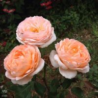 30 เมล็ด เมล็ดพันธุ์ กุหลาบ Flower Seeds พันธุ์ Tamora Rose Seeds ดอกใหญ่ นำเข้าต่างประเทศ