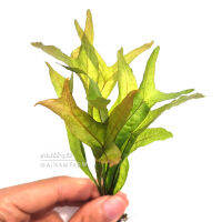 รากดำ โกลเด้นสปาร์คเคิล / หางปลา - Microsorum "Golden Sparkle" / "Fishtail" เฟิร์นน้ำ ไม้น้ำหายาก