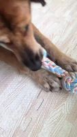 พร้อมส่ง--+สุด MOMO ของเล่นสุนัข เชือกกัดสุนัข ของเล่นสุนัขใหญ่ (TR06) ของเล่นสัตว์เลี้ยง Three Color Cotton rope toy ลดราคาถูกสุด ของเล่น ของเล่นแมว ของเล่นแมวโต แมวเด็ก ของเล่นสัตว์เลี้ยง กรง ลัง เป้ อุปกรณ์สัตว์เลี้ยง อาหาร
