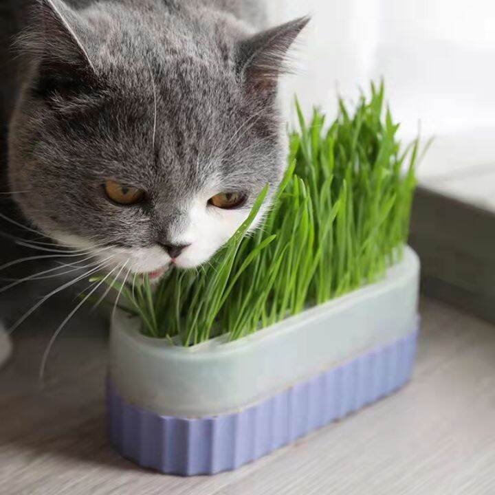 Natural Cat Grass Seeds for Planting Green Digestive Cat Grass Seeds