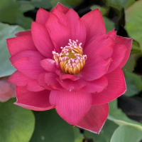 5 เมล็ด บัวนอก บัวนำเข้า บัวสายพันธุ์ Scarlet HOT Red LOTUS สีแดง สวยงาม ปลูกในสภาพอากาศประเทศไทยได้ ขยายพันธุ์ง่าย เมล็ดสด