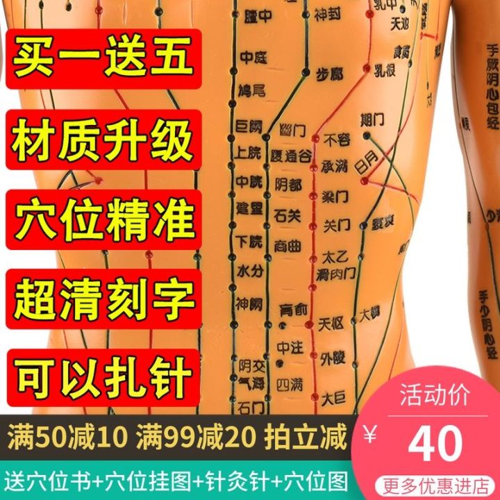 zhenghe-acupuncture-acupuncture-body-model-meridian-acupuncture-model-รูปภาพแพทย์แผนจีนทั้งตัว