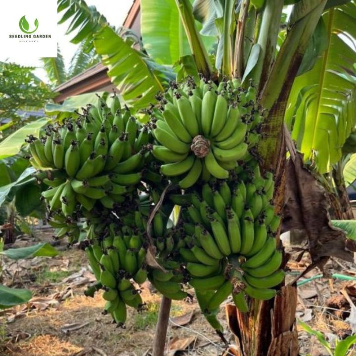 ต้นกล้วยมาฮอย-ปลูกถ่ายเนื้อเยื่อผิดมาก-ให้ผลหลังจาก-1-ปี-ต้นกล้าแข็งแรงมาก-ให้ผลผลิตสูง-โรคและแมลงน้อย