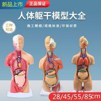 Large DIY digestive organs EVA technology to produce internal puzzle model childrens scientific experiments