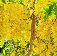 200 เมล็ด เมล็ดราชพฤกษ์ Indian Laburnum คูน ราคาถูก ต้นคูน  ต้นไม้ของพระราชา ต้นไม้ประจำชาติไทย สัญลักษณ์ของประเทศไทย ดอกไม้ประจำจังหวัด