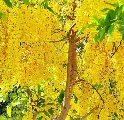 ขายส่ง 100 เมล็ด เมล็ดราชพฤกษ์ Indian Laburnum คูน ต้นคูน ต้นไม้ของพระราชา ต้นไม้ประจำชาติไทย สัญลักษณ์ของประเทศไทย ดอกไม้ประจำจังหวัด