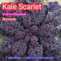 Kale Scarlet คะน้าใบหยิกสีม่วง นำเข้าจากฮอลแลนด์  ซองละ 18-22 เมล็ด