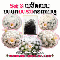 Set3 เมล็ดขนนกญี่ปุ่นดอกชมพู ขนร่มหุบ Mammillaria Plumosa Japan Clone Seeds เมล็ดขนนกโคลน Enoki แมมขนนกหนามร่มหุบ