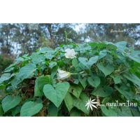 เมล็ดพันธุ์ สวน การปลูกเมล็ดชมจันทร์ จำนวน   เมล็ด ดอกสีขาว สามารถรับประทานได้