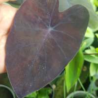 บอนดำแบล็คเมจิก Colocasia black magic บอนสวยงาม บอนสะสม  ส่งแบบตัดใบ