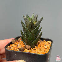 Haworthia Resendeana ไม้อวบน้ำ กุหลาบหิน Cactus&amp;Succulent